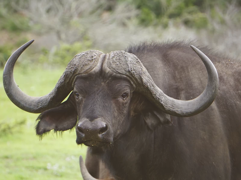 Bergsig Game Farm