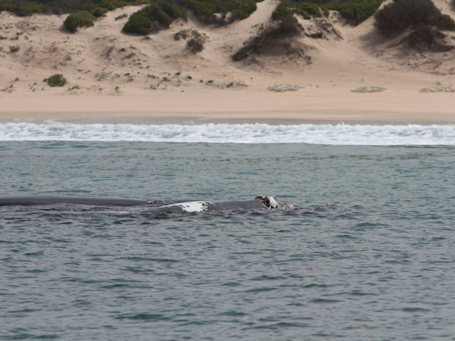 Eco Whale Safari