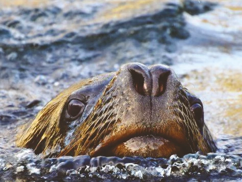 Family Seal Island Boat Trip