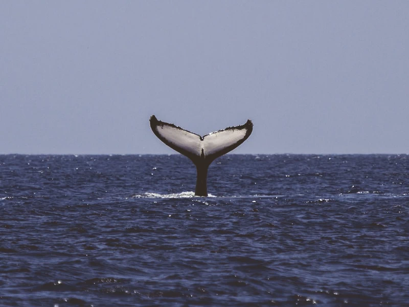 Eco Ocean Boat Safari