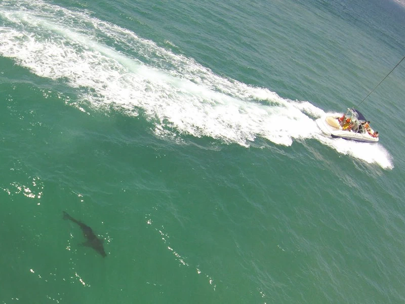White Shark Parasailing