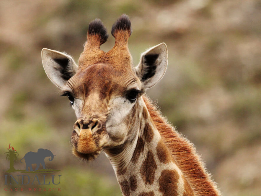 Indalu Game Reserve