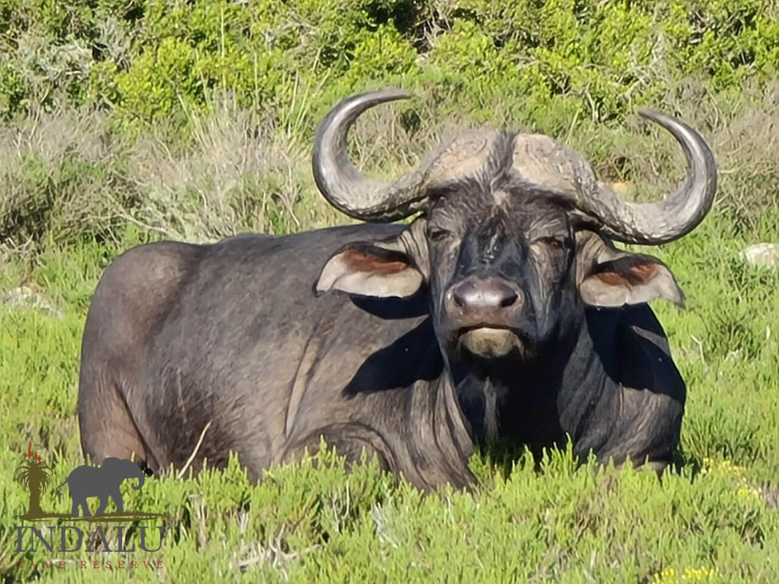 Indalu Game Reserve