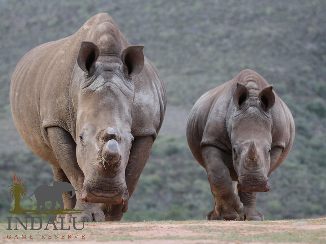 Indalu Game Reserve